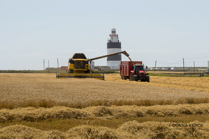 Harvest at Hook Head